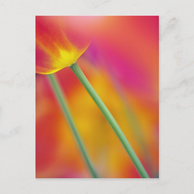 Postal Acercamiento de la flor de los tulipanes, (Anverso)