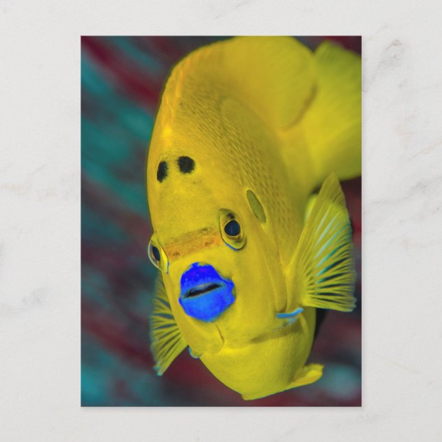 Postal Acercamiento de los Angelfish (Anverso)