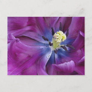 Postal Acercamiento de los tulipanes, Keukenhof Gardens, 