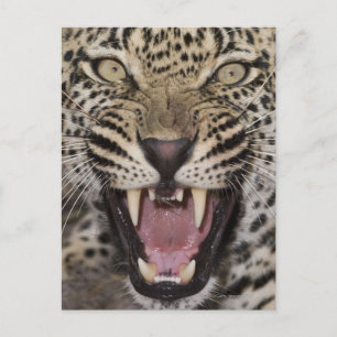 Postal Acercamiento del gruñido de leopardo