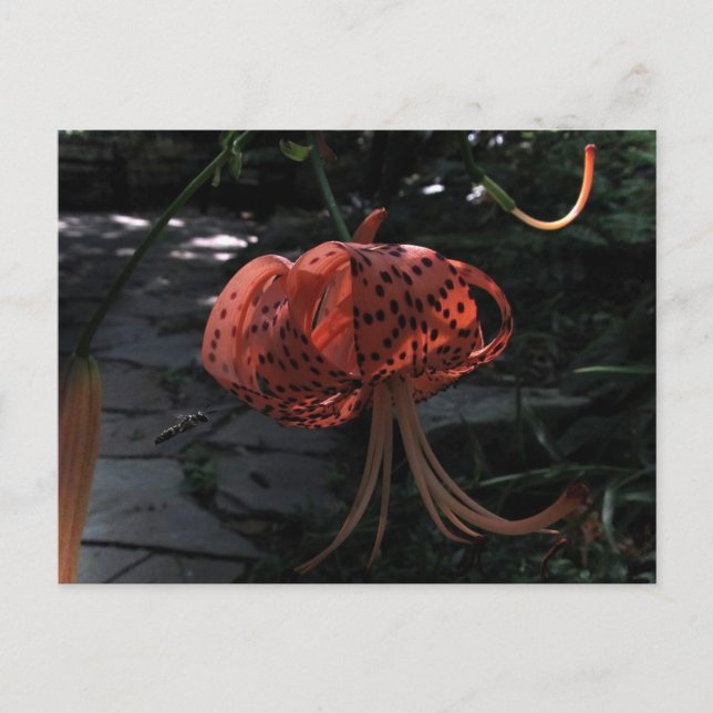 Postal Acercamiento final (Anverso)