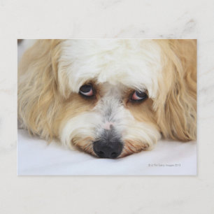 Postal acercamiento humorístico del perro de bichon frise