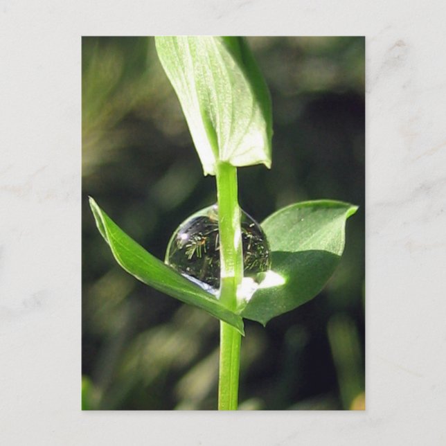 Postal Acercamiento pacífico en la meditación de la natur (Anverso)