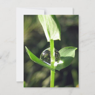 Postal Acercamiento pacífico en la meditación de la natur