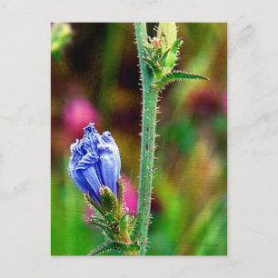 Postal achicoria sin abrir