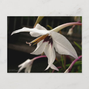 Postal Acidanthera o gladiolo del pavo real