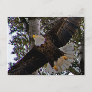 Postal Ackley Eagle