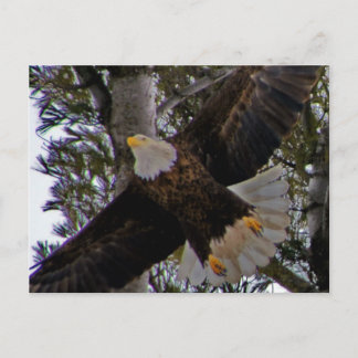 Postal Ackley Eagle