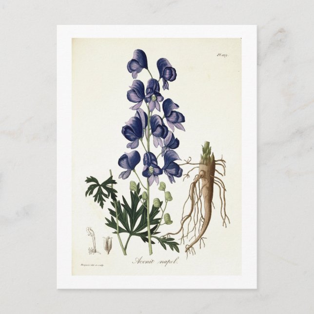 Postal Aconitum Napellus de 'Phytographie Medicale' por (Anverso)