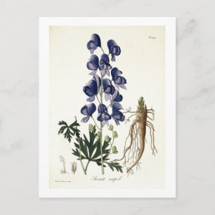 Postal Aconitum Napellus de 'Phytographie Medicale' por