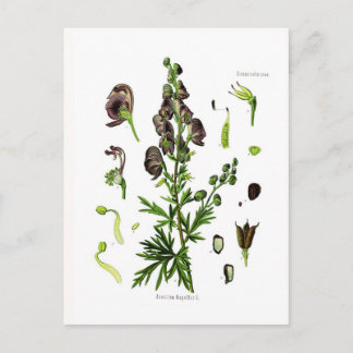 Postal Aconitum napellus(Monkshood)