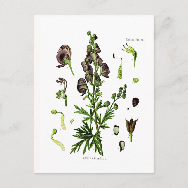 Postal Aconitum napellus(Monkshood) (Anverso)
