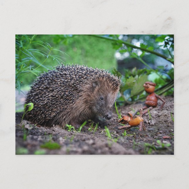 Postal Acorn ef con perro y erizo - agradable (Anverso)