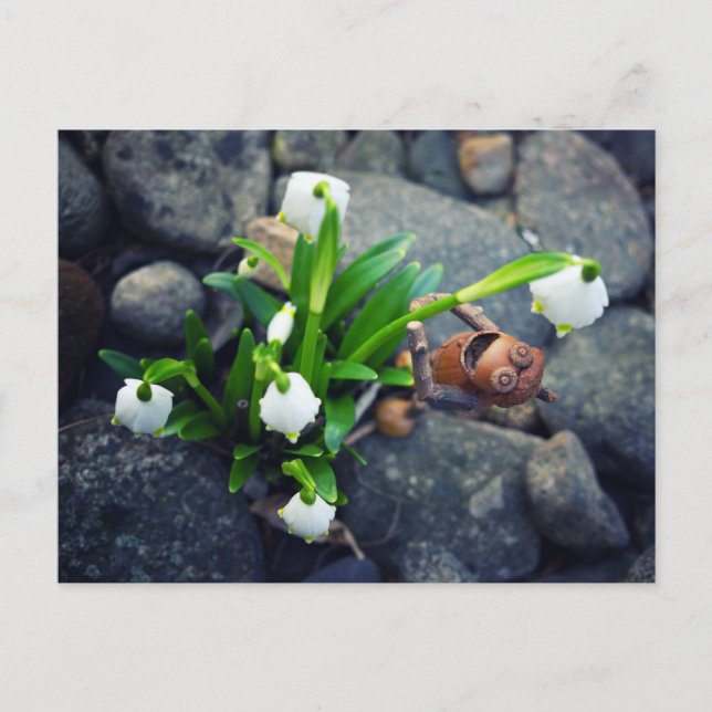 Postal Acorn elf with snowflake flower spring postcard (Anverso)