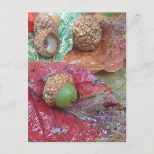 Postal Acorn verde en una hoja roja de caída (Anverso)