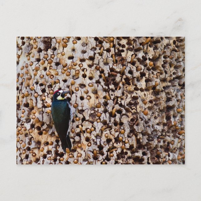 Postal Acorn Woodpecker (Anverso)