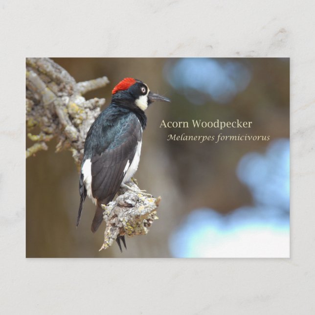 Postal Acorn Woodpecker (Anverso)