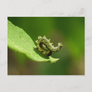 Postal Acrobat - Cabecera verde de la oruga