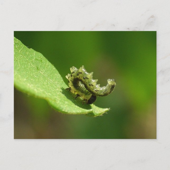 Postal Acrobat - Cabecera verde de la oruga (Anverso)