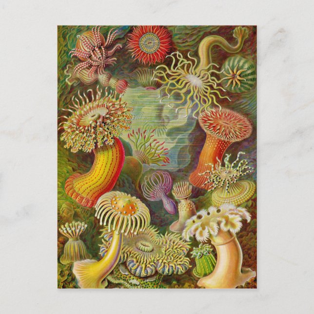 Postal Actinae Ocean Life de Ernst Haeckel (Anverso)