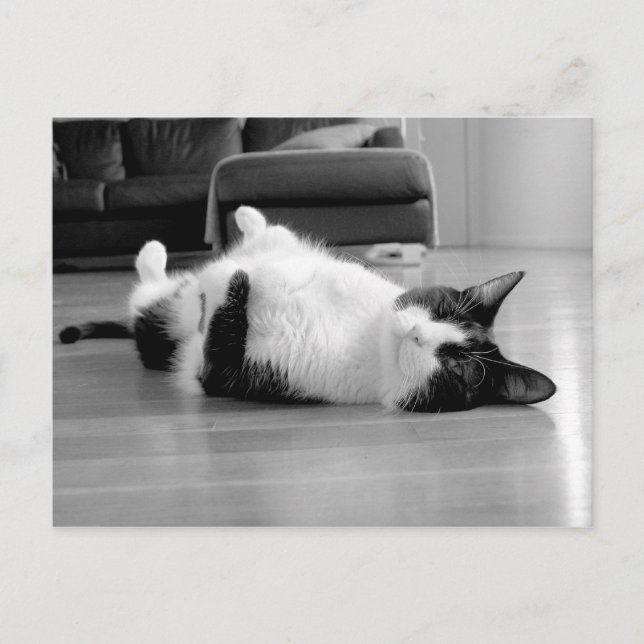 Postal Actitud del gato (Anverso)