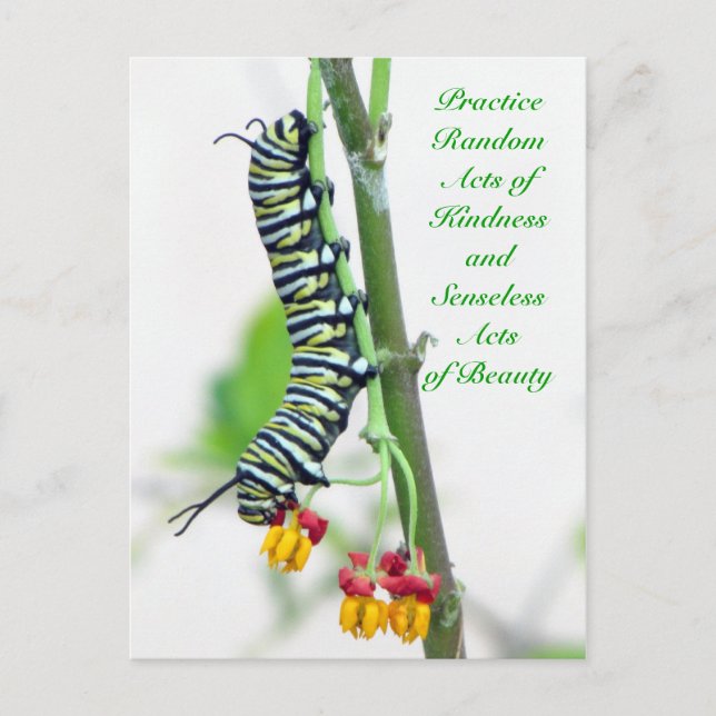 Postal Actos aleatorios de bondad - Monarch Caterpillar (Anverso)