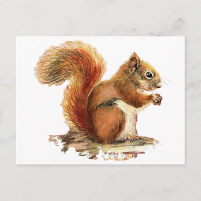 Postal Acuarela Cute la ardilla roja Naturaleza animal (Anverso)