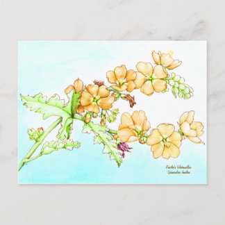 Postal Acuarela de flor silvestre botánica, globemallow