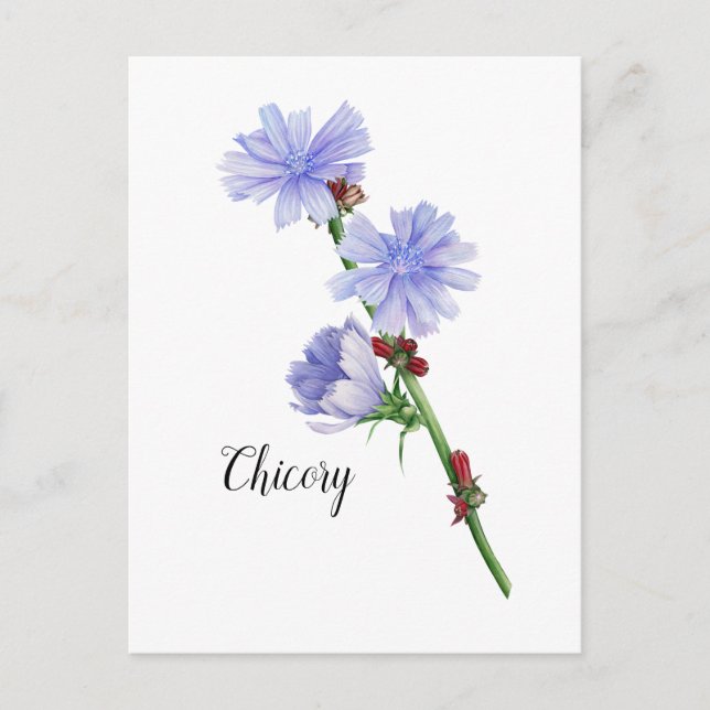 Postal Acuarela de flores de achicoria (Anverso)