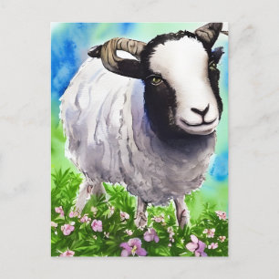 Postal Acuarela Jacob Sheep