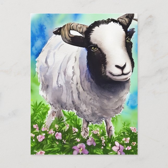 Postal Acuarela Jacob Sheep (Anverso)