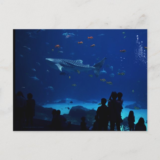 Postal Acuario de Atlanta Georgia (Anverso)