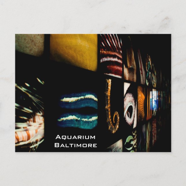 Postal Acuario de Baltimore (Anverso)