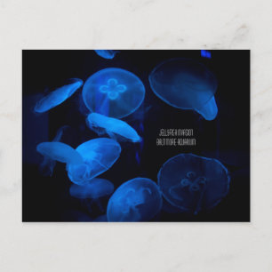 Postal Acuario de Baltimore - Invasión de medusas