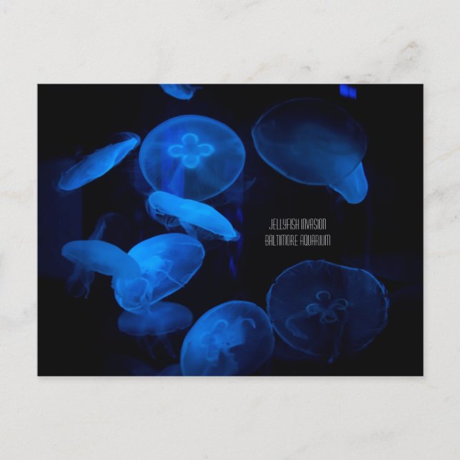 Postal Acuario de Baltimore - Invasión de medusas (Anverso)