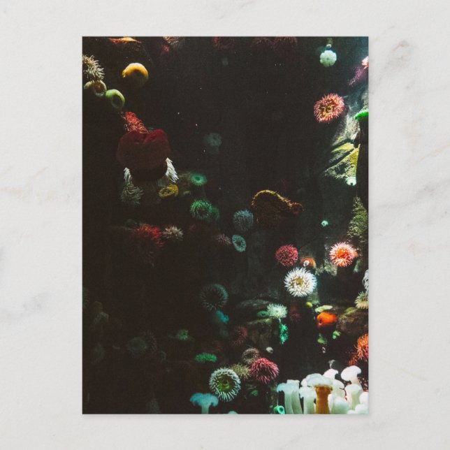 Postal Acuario de Canadá, Toronto, Canadá (Anverso)