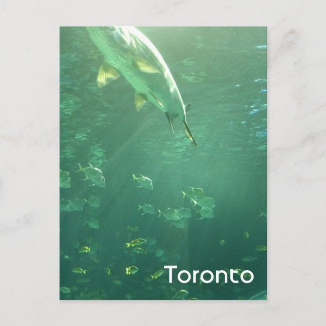 Postal acuario de Toronto (Anverso)