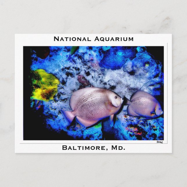 Postal Acuario Nacional, Baltimore, Md. (Anverso)