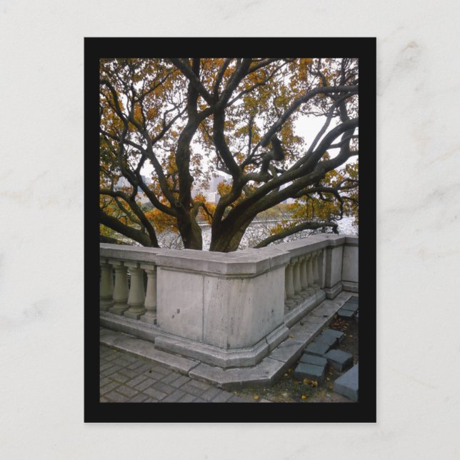 Postal acuario shedd :: otoño (Anverso)