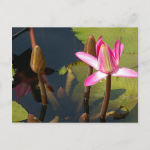 Postal aculínica rosada de Lotus