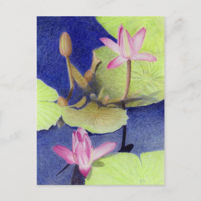 Postal aculínica rosada de Lotus (Anverso)