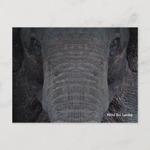Postal adaptable del elefante de Sri Lanka