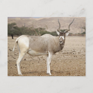 Postal Addax Antelope