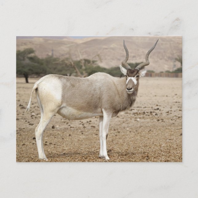Postal Addax Antelope (Anverso)