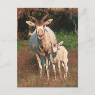 Postal Addax / Antelope blanco / Antelope de guijarro