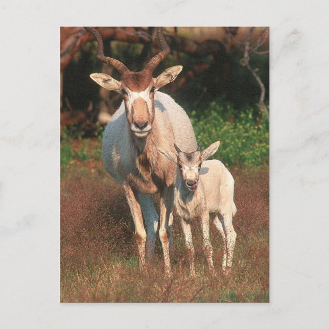 Postal Addax / Antelope blanco / Antelope de guijarro (Anverso)