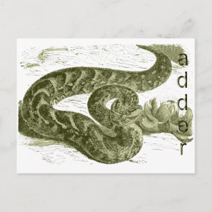 Postal Adder (serpiente)