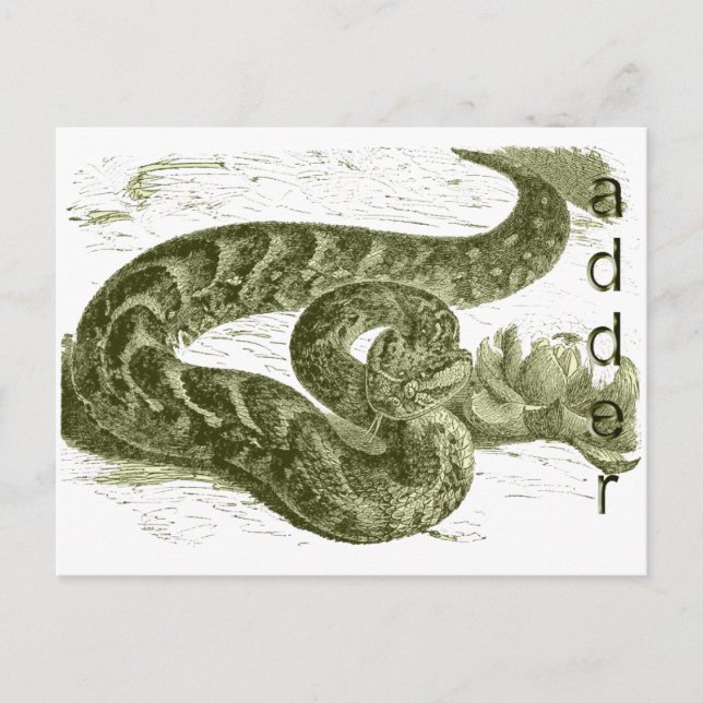 Postal Adder (serpiente) (Anverso)