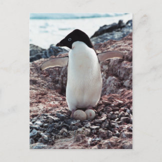 Postal Adelie Penguin Nest Postcard