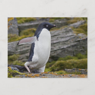 Postal Adelie Penguin Postcard